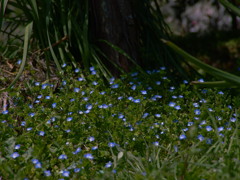 Horizontal Blue