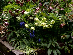 クリスマスローズ