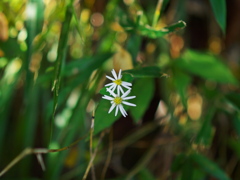 細やかな咲き方