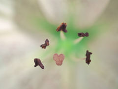 おしべとめしべ