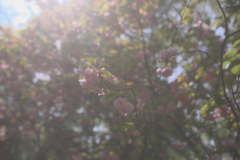 スモッグのサーモンピンク