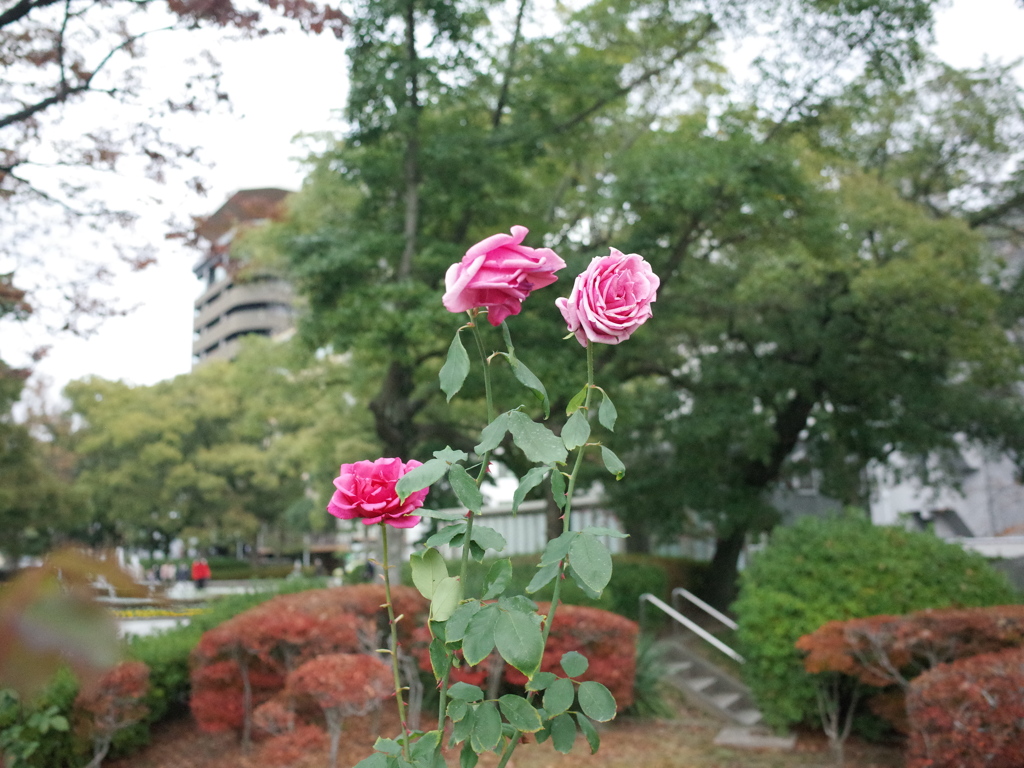 冷気と薔薇
