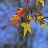 紅葉録