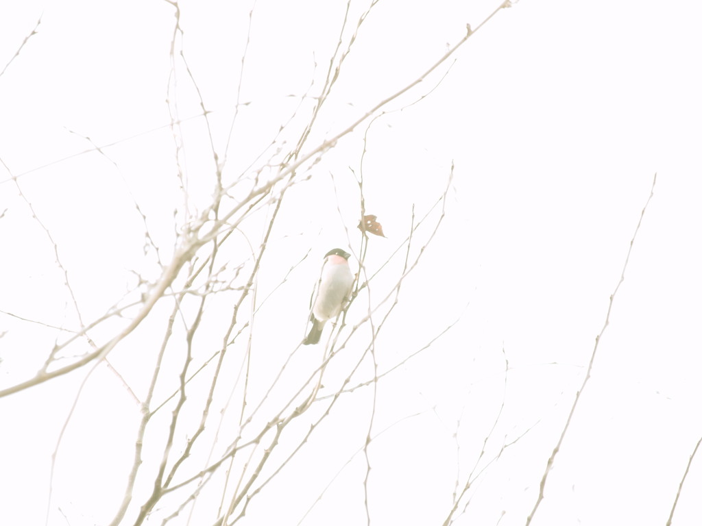 カモフラージュ