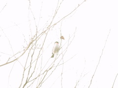 カモフラージュ