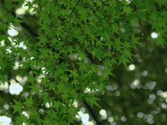 雨やどり