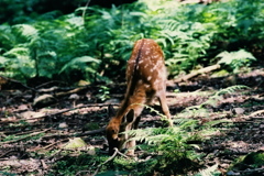 奥山鹿女の生活