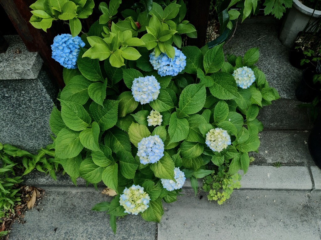 小さくも紫陽花