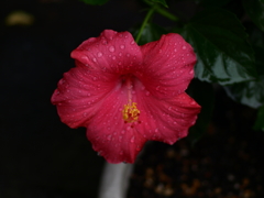 ハイビスカス
