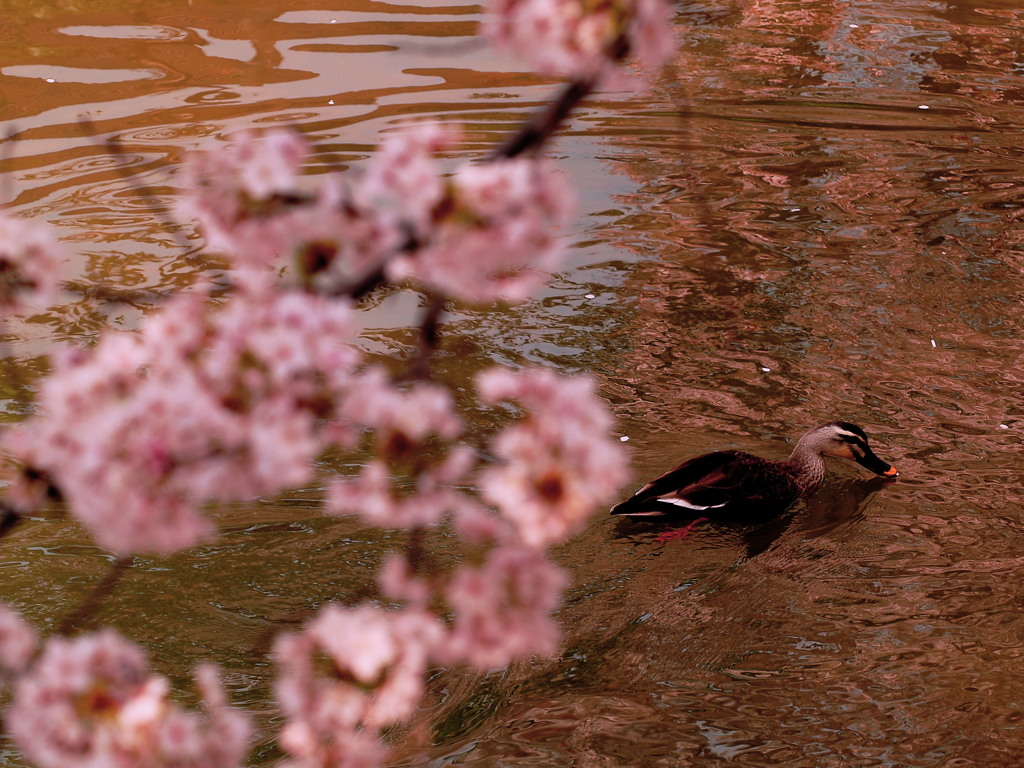 鴨桜