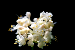 湧きだす花弁