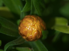 蕾