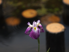 花菖蒲の池