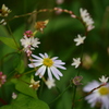 草花の楽園