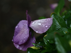 紫の雨