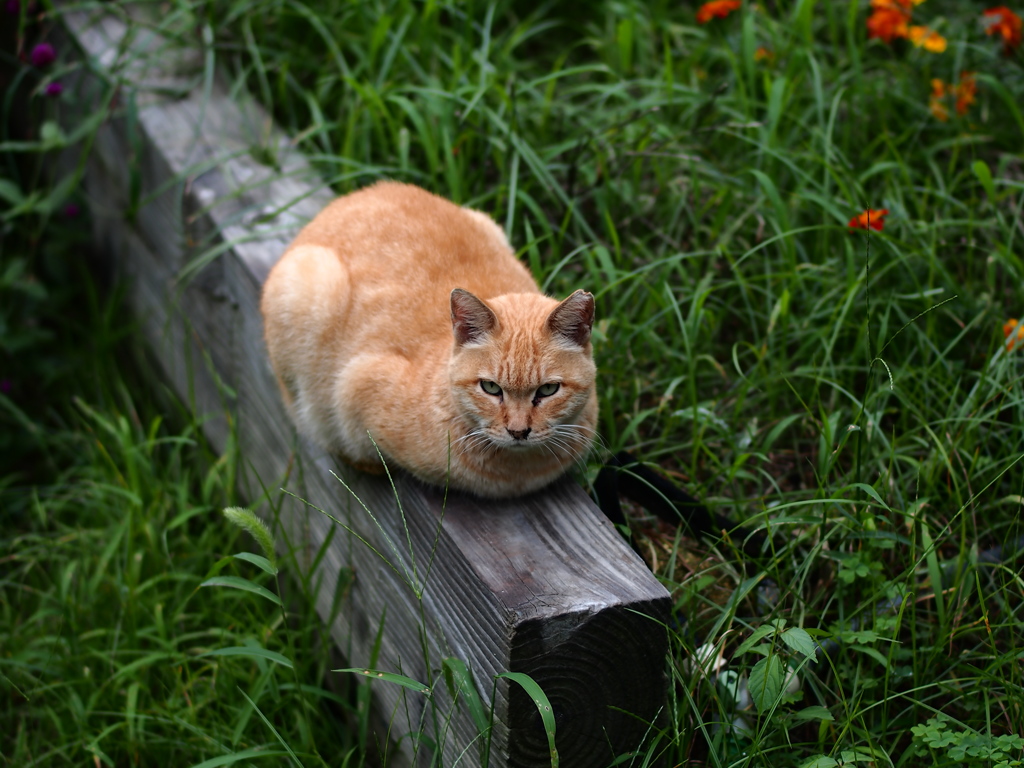 ねこと呼ばれた男