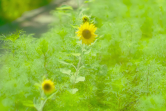 夏・陽炎の径