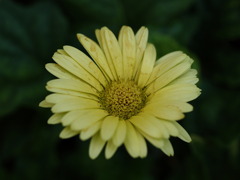 黄色っぽい花