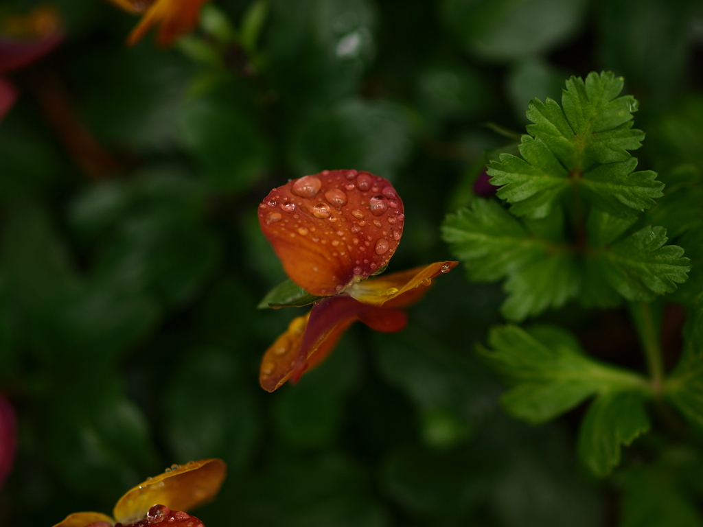 雨滴
