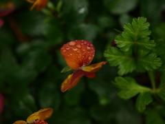 雨滴