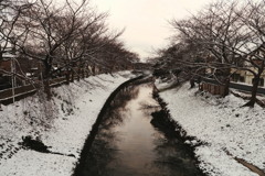 雪の佐保川