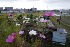 リアルコスモス