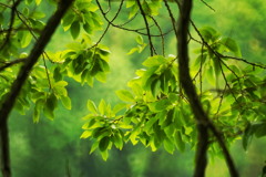 梅雨時の避暑