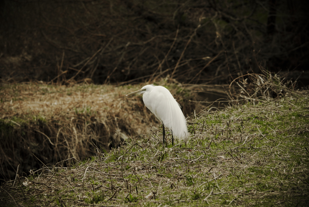 白鷺公園