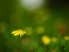 原っぱでの出来事