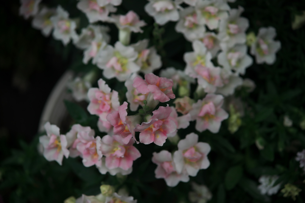 小粒の羽衣