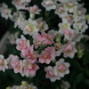 小粒の羽衣