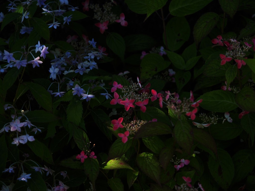 山紫陽花