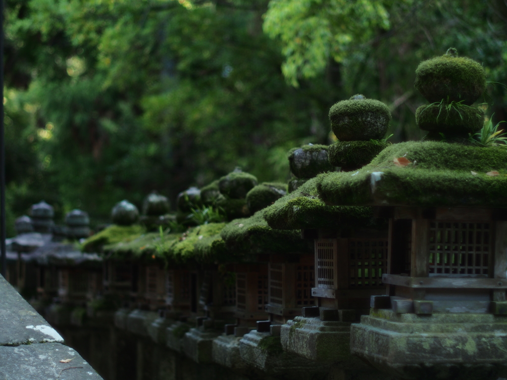 苔生す大社