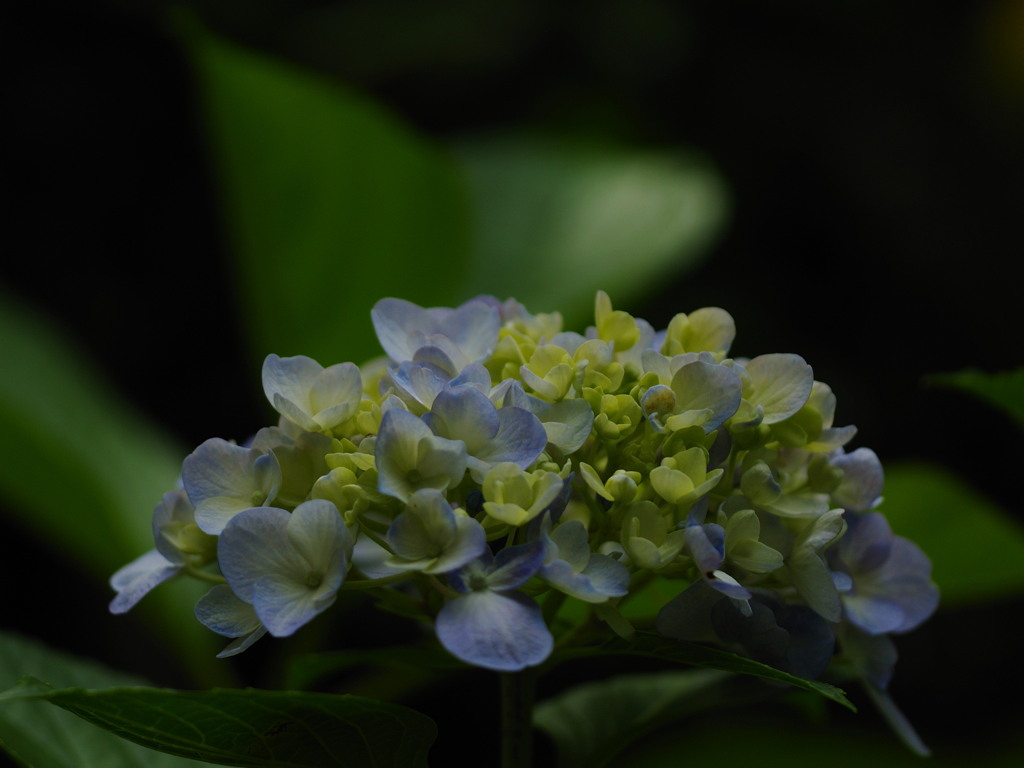 梅雨入り前の紫陽花たち