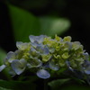 梅雨入り前の紫陽花たち