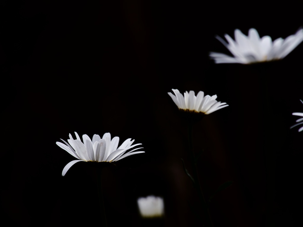 飛ぶ花モーション
