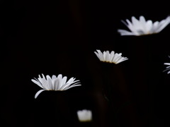 飛ぶ花モーション