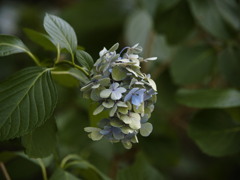 紫陽花の森