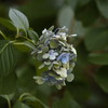 紫陽花の森