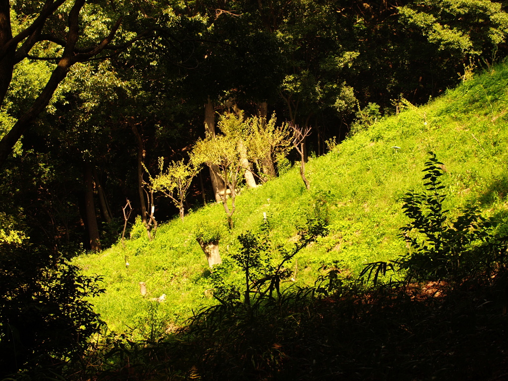 陽のあたる場所