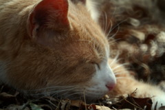 束縛は嫌い・・・なのよ