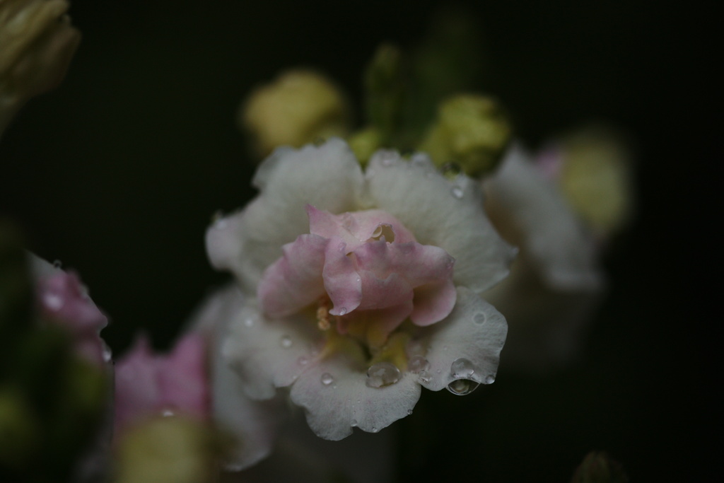 もっとひと花