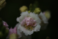 もっとひと花