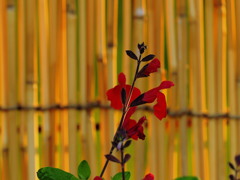 夏遠からじ春のとき