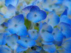 時節がら、入梅前に想うこと