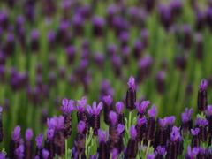 Deep Purple