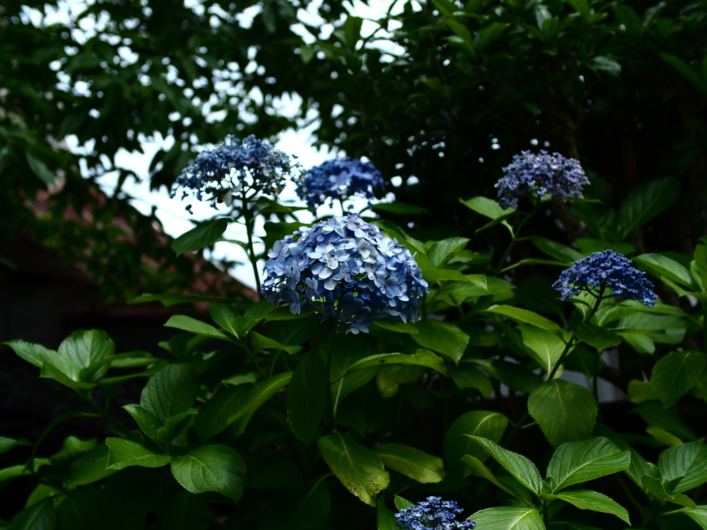 梅雨空の風情