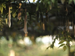 秋の日は釣瓶落とし