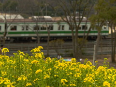 菜の花沿線