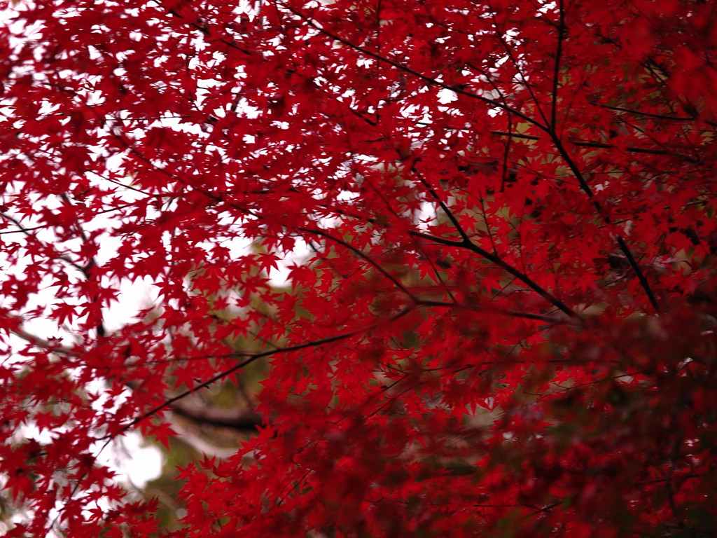 限りなく紅